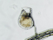 Utricularia laciniata