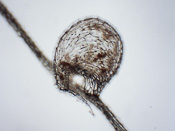 Utricularia laxa