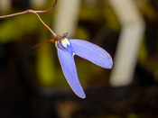 Utricularia leptoplectra 'Girraween'