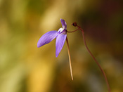 Utricularia leptoplectra 'Girraween'