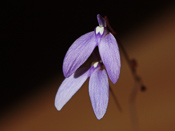 Utricularia leptoplectra 'Girraween'