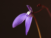 Utricularia leptoplectra 'Girraween'