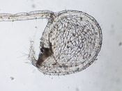 Utricularia leptoplectra