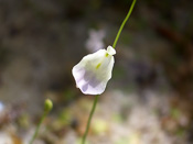 Utricularia livida