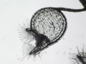 Utricularia livida