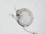 Utricularia longeciliata