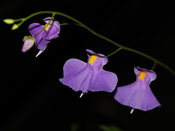 Utricularia longifolia