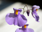 Utricularia longifolia