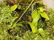 Utricularia mannii