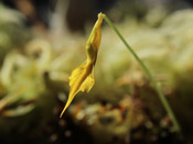 Utricularia mannii