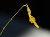 Utricularia mannii