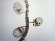 Utricularia mannii