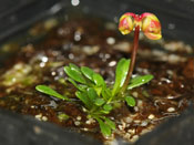 Utricularia menziesii