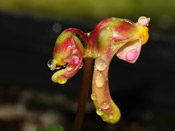 Utricularia menziesii