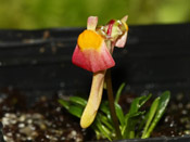 Utricularia menziesii