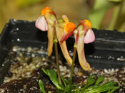 Utricularia menziesii