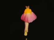 Utricularia menziesii