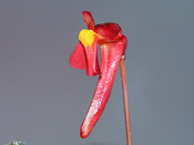 Utricularia menziesii