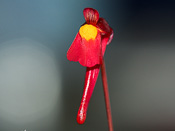 Utricularia menziesii