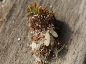 Utricularia menziesii