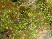 Utricularia minor