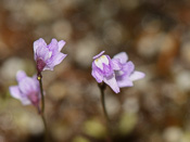 Utricularia minutissima - Blüte