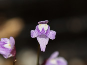 Utricularia minutissima