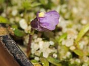 Utricularia monanthos