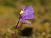 Utricularia monanthos - Blüte