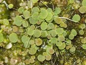 Utricularia moniliformis