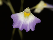 Utricularia moniliformis