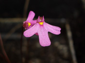 Utricularia multifida