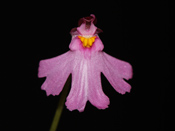 Utricularia multifida