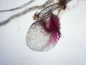 Utricularia multifida