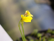 Utricularia nana - Blüte