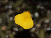 Utricularia nana