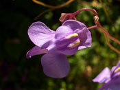 Utricularia nelumbifolia - Blüte