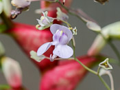 Utricularia nelumbifolia