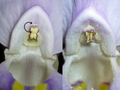 Utricularia nelumbifolia
