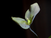 Utricularia nelumbifolia