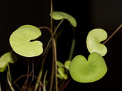 Utricularia nelumbifolia x reniformis