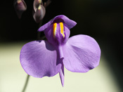 Utricularia nelumbifolia x reniformis - Blüte