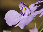 Utricularia nelumbifolia x reniformis