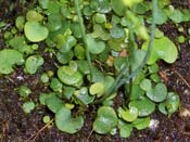 Utricularia nephrophylla
