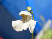 Utricularia nephrophylla