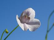 Utricularia nephrophylla 'pink flower' - Blüte