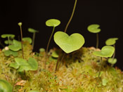 Utricularia nephrophylla x geminiloba