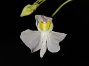 Utricularia nephrophylla x geminiloba - Blüte