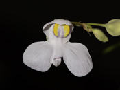 Utricularia nephrophylla x nelumbifolia - Blüte