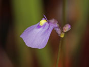 Utricularia novae-zelandiae - Blüte